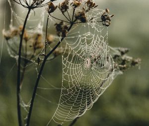 Preview wallpaper cobweb, plant, macro, dew