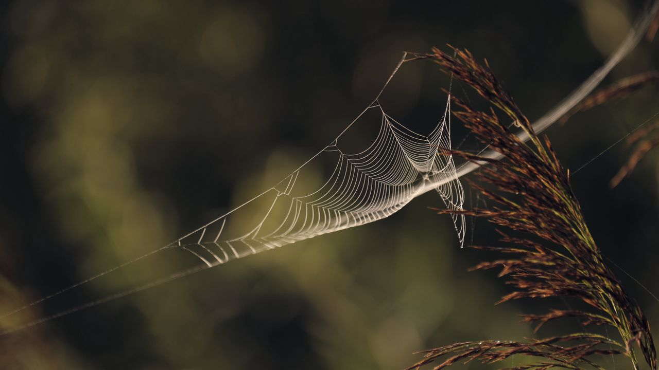 Wallpaper cobweb, plant, macro, blur