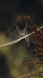 Preview wallpaper cobweb, plant, macro, blur