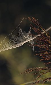 Preview wallpaper cobweb, plant, macro, blur