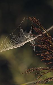 Preview wallpaper cobweb, plant, macro, blur