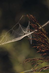 Preview wallpaper cobweb, plant, macro, blur