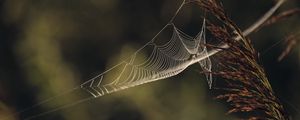 Preview wallpaper cobweb, plant, macro, blur