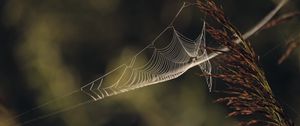 Preview wallpaper cobweb, plant, macro, blur