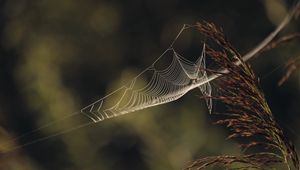 Preview wallpaper cobweb, plant, macro, blur