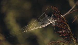 Preview wallpaper cobweb, plant, macro, blur