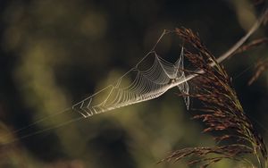 Preview wallpaper cobweb, plant, macro, blur