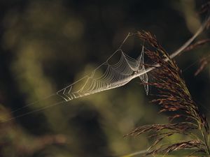 Preview wallpaper cobweb, plant, macro, blur