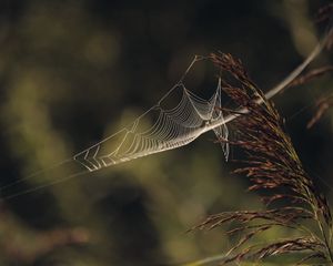 Preview wallpaper cobweb, plant, macro, blur