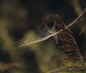 Preview wallpaper cobweb, plant, macro, blur