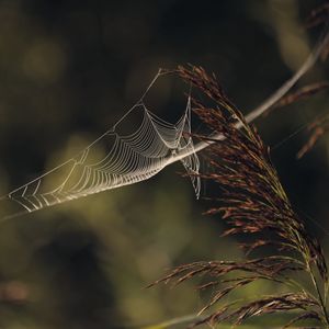 Preview wallpaper cobweb, plant, macro, blur