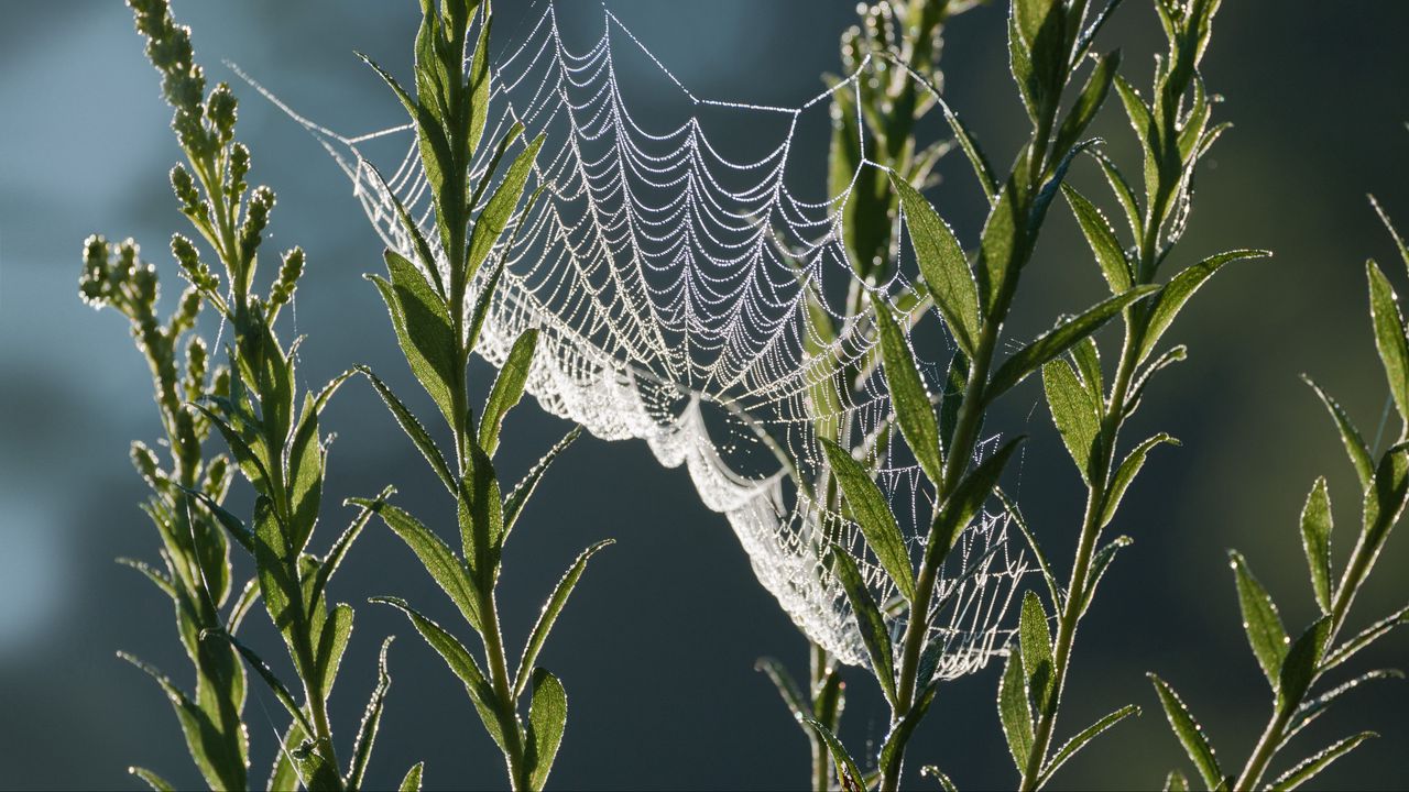 Wallpaper cobweb, plants, macro