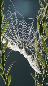 Preview wallpaper cobweb, plants, macro