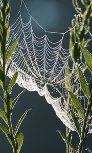 Preview wallpaper cobweb, plants, macro