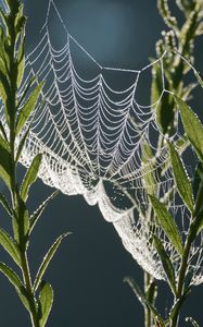 Preview wallpaper cobweb, plants, macro