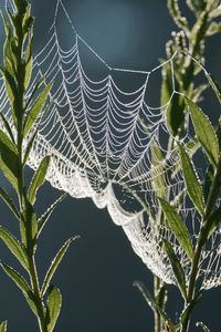 Preview wallpaper cobweb, plants, macro