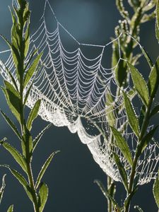 Preview wallpaper cobweb, plants, macro