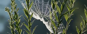 Preview wallpaper cobweb, plants, macro