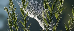 Preview wallpaper cobweb, plants, macro