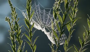 Preview wallpaper cobweb, plants, macro