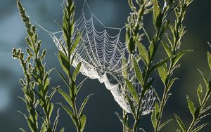 Preview wallpaper cobweb, plants, macro