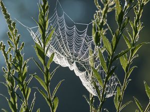 Preview wallpaper cobweb, plants, macro