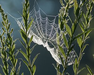 Preview wallpaper cobweb, plants, macro