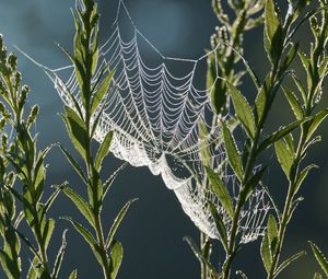 Preview wallpaper cobweb, plants, macro