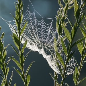 Preview wallpaper cobweb, plants, macro