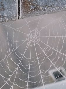 Preview wallpaper cobweb, snow, blur, macro