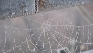 Preview wallpaper cobweb, snow, blur, macro