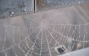 Preview wallpaper cobweb, snow, blur, macro
