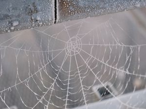 Preview wallpaper cobweb, snow, blur, macro