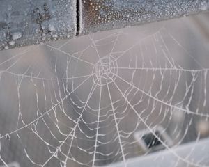 Preview wallpaper cobweb, snow, blur, macro