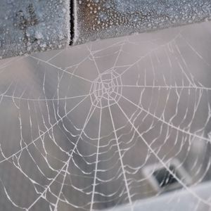 Preview wallpaper cobweb, snow, blur, macro