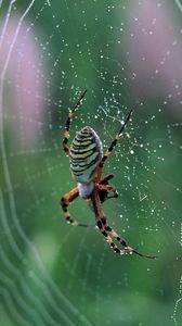 Preview wallpaper cobweb, spider, drops