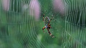 Preview wallpaper cobweb, spider, drops