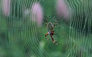 Preview wallpaper cobweb, spider, drops