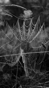 Preview wallpaper cobweb, spider, insect, drops, macro, black and white