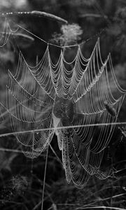 Preview wallpaper cobweb, spider, insect, drops, macro, black and white