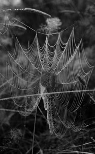 Preview wallpaper cobweb, spider, insect, drops, macro, black and white