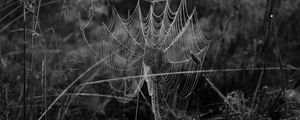 Preview wallpaper cobweb, spider, insect, drops, macro, black and white