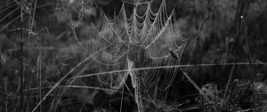 Preview wallpaper cobweb, spider, insect, drops, macro, black and white