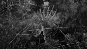 Preview wallpaper cobweb, spider, insect, drops, macro, black and white