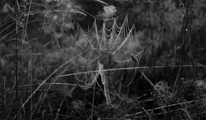 Preview wallpaper cobweb, spider, insect, drops, macro, black and white