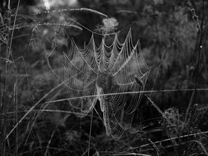 Preview wallpaper cobweb, spider, insect, drops, macro, black and white