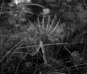 Preview wallpaper cobweb, spider, insect, drops, macro, black and white