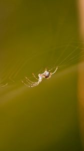 Preview wallpaper cobweb, spider, light, glare