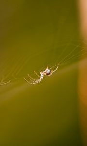 Preview wallpaper cobweb, spider, light, glare