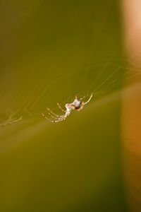 Preview wallpaper cobweb, spider, light, glare